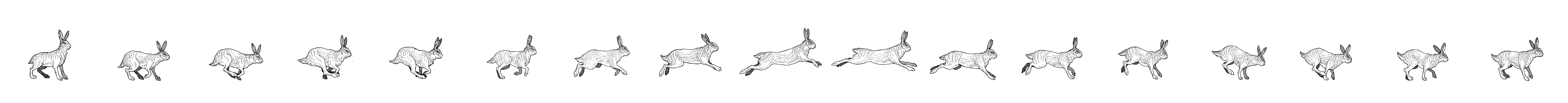 Hare Running Cycle