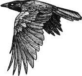 Detailed black and white illustration of a bird flying left with textured feathers, drawn in a style inspired by Irish folklore artwork.