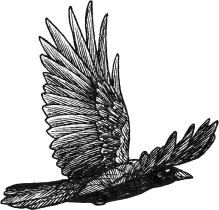 Black and white illustration of a bird flying with wings fully extended, styled in intricate line art inspired by Irish folklore motifs.